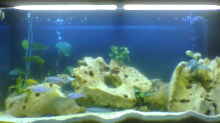 Aquarium Becken 775