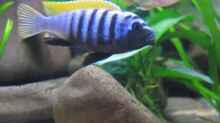 Cynotilapia afra M