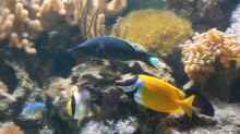 Besatz im Aquarium Becken 8633