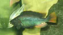 Astatotilapia piceata, m