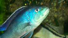Nibochromis Livingstoni (Neu)