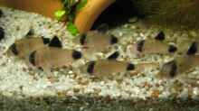 Corydoras panda