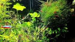 Aquarium mein kleines Amazonas Scape