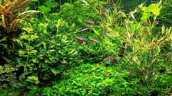 Aquarium mein kleines Amazonas Scape