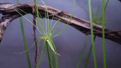 Cyperus haspan