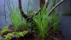 Cyperus zumula