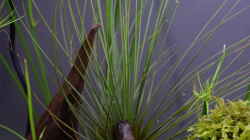 Tillandsia festucoides