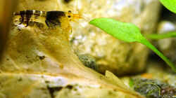 Besatz im Aquarium Wurzelwerk