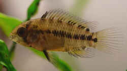 Apistogramma borellii Nachwuchs