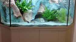 Aquarium Becken 37662