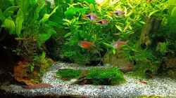 Aquarium mein kleines Asien Becken