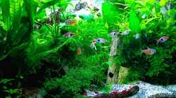 Aquarium mein kleines Asien Becken