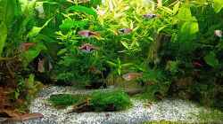 Aquarium mein kleines Asien Becken