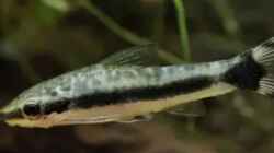 Besatz im Aquarium Meine kleine Unterwasserwelt