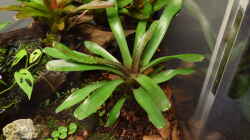 Neoregelia rubrifolia Hybride