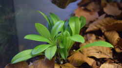 Masdevallia triangularis