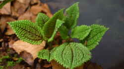 Pilea involucrata Moon Valley