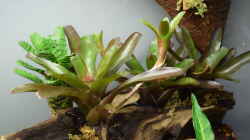 Neoregelia Fireball 