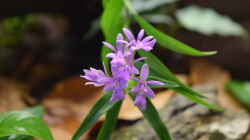 Epidendrum centropetalum