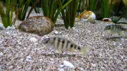 Mylochromis ericotaenia Lumbaulo