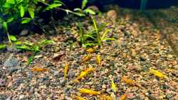 Besatz im Aquarium Shrimp Pool