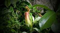 Nepenthes