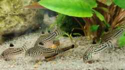 Corys/ Oto