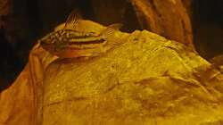 Corydoras napoensis auf Seemandelbaumblatt