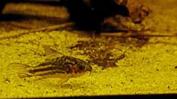 Corydoras napoensis 