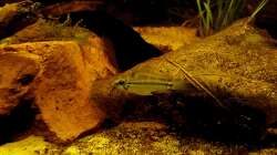 Apistogramma bitaeniata Männchen