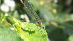 Teiche für Insekten – Lebensräume schaffen