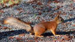 Eichhörnchen in Deutschland: Arten und Herausforderungen