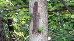 Eichhörnchen in Deutschland: Arten und Herausforderungen