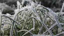 Gräser im Winter schützen: Tipps und Tricks für den Garten