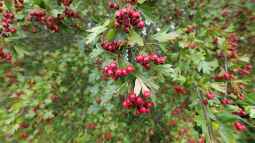 Hecken für den Herbst – Schutz, Nektar und Früchte