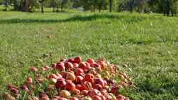 Die Streuobstwiese: Ein besonders nachhaltiges Biotop