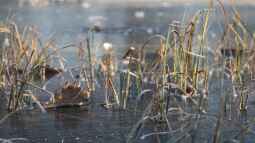 Teichtechnik im Winter: Was tun mit Pumpen und Filtern?