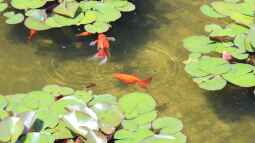 Goldfisch ist nicht gleich Goldfisch: Die Vielfalt der Goldfischarten im Gartenteich