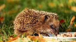 Ab wann Igel im Herbst nicht mehr gefüttert werden sollten