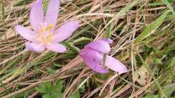 Vorsicht, giftig! - Giftpflanzen für Haustiere im Garten