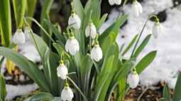 Blühende Farbtupfer im winterlichen Garten