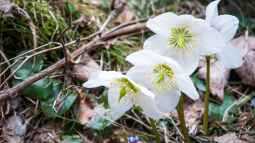 Blühende Farbtupfer im winterlichen Garten