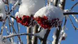 Blühende Farbtupfer im winterlichen Garten