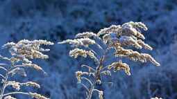 Biologische Mechanismen des Winterschlafs: Eine genaue Betrachtung