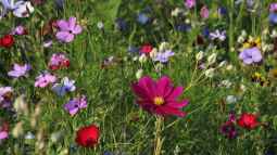 Garten gestalten mit kleinem Budget