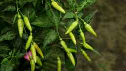 Chilis im eigenen Garten selbst anbauen