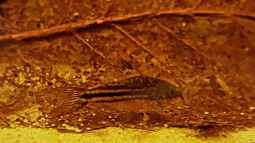 Wie Gerbstoffe und Huminsäure die Wasserwerte beeinflussen