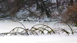 Der Hochwinter im Gartenteich – Was jetzt wichtig ist