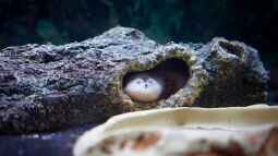 Warum benötigen Axolotl unbedingt Höhlen im Aquarium?