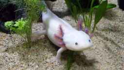 Warum benötigen Axolotl unbedingt Höhlen im Aquarium?